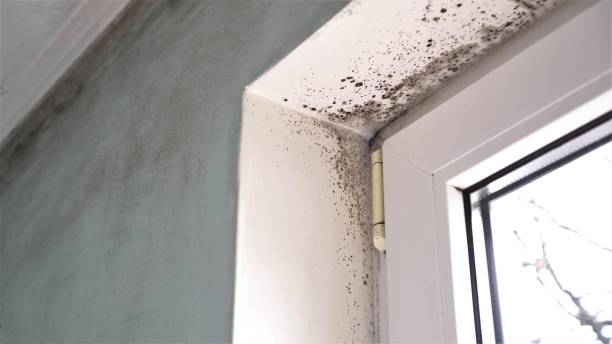 Professional Mold Remediation in Willoughby, OH